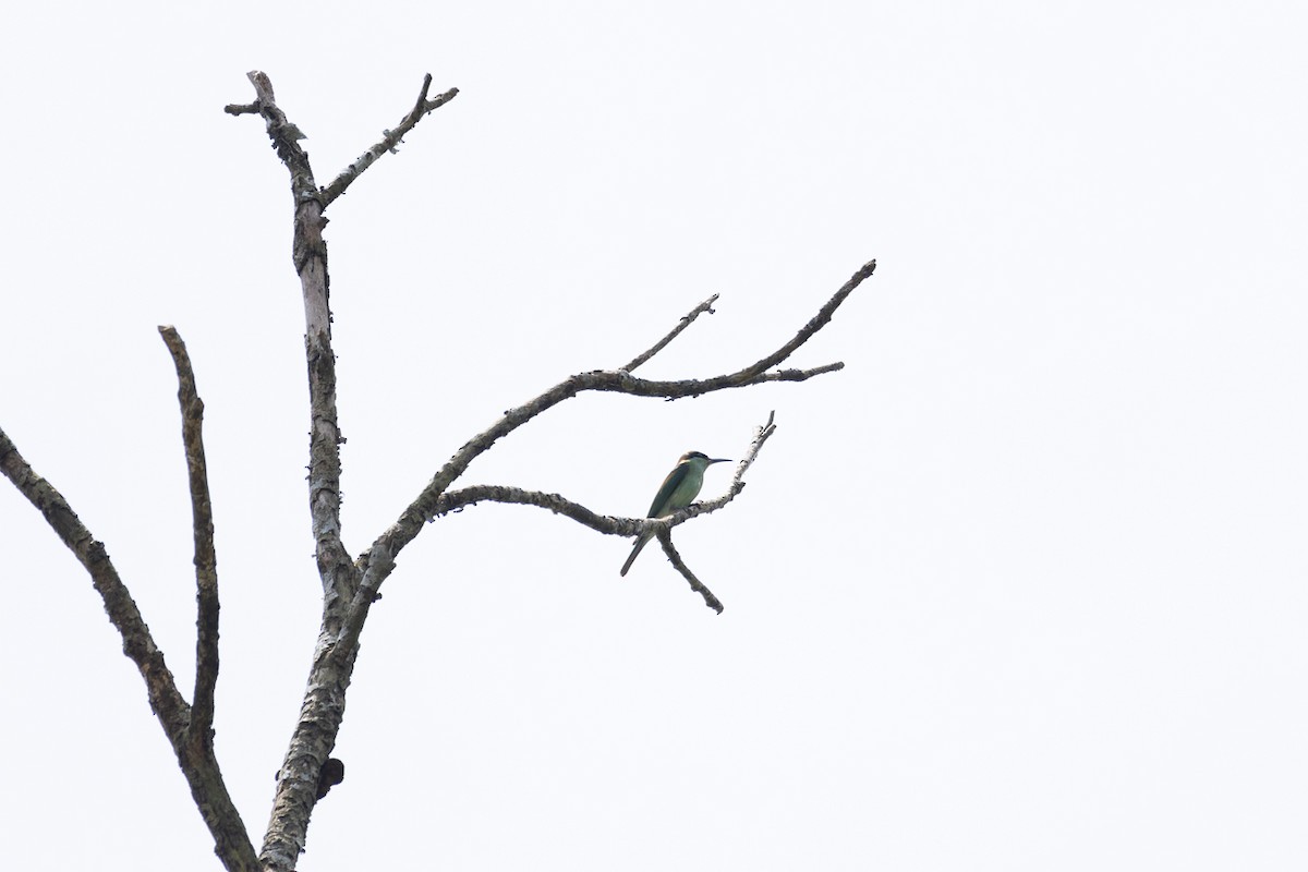 Blue-throated Bee-eater - ML640898020