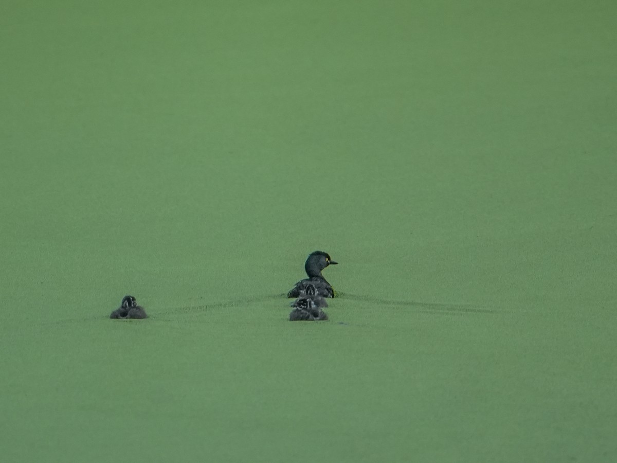 Least Grebe - ML640898063