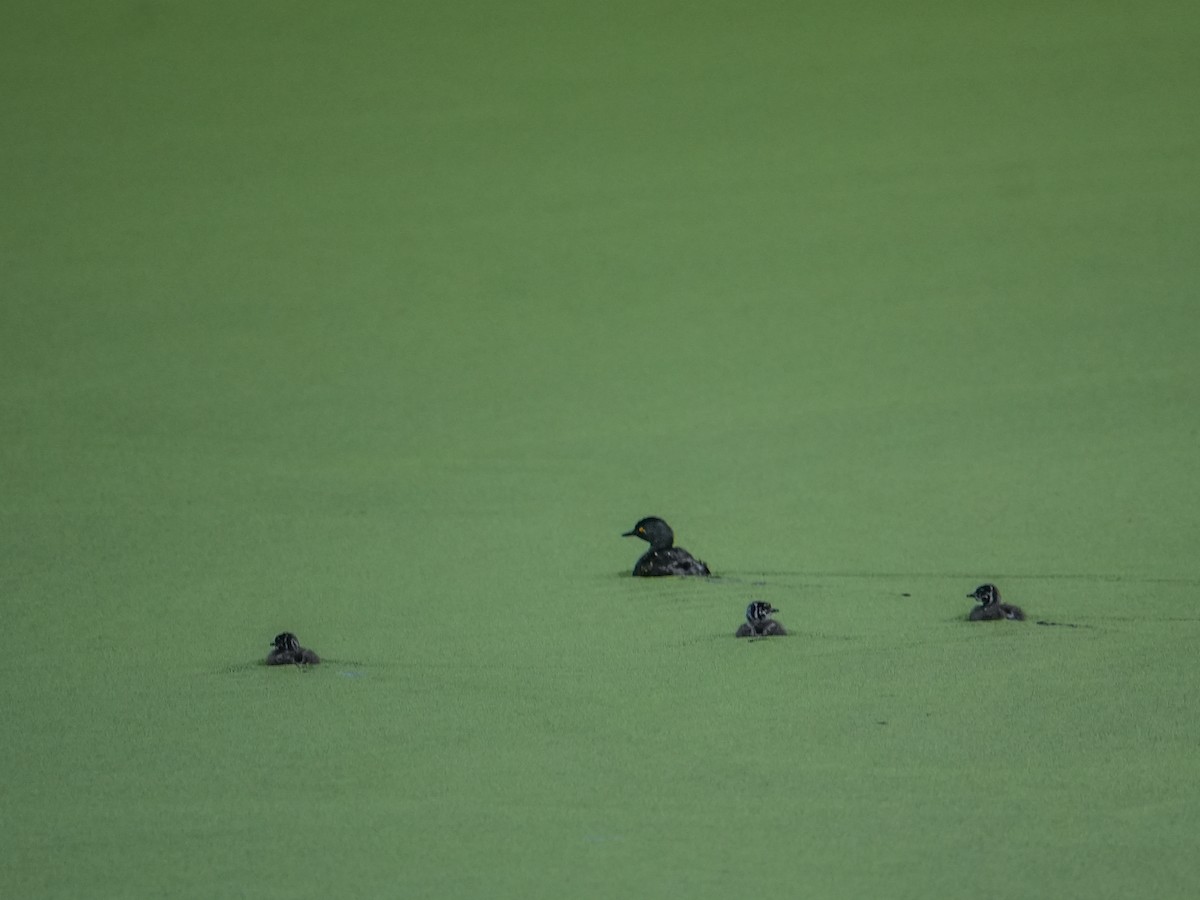Least Grebe - ML640898064