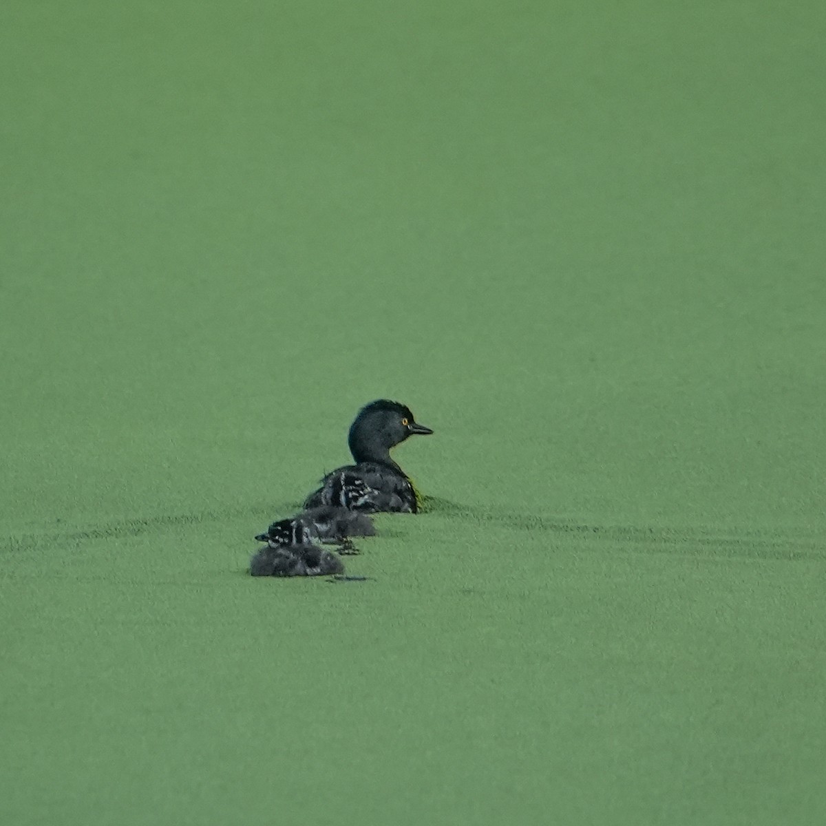Least Grebe - ML640898073