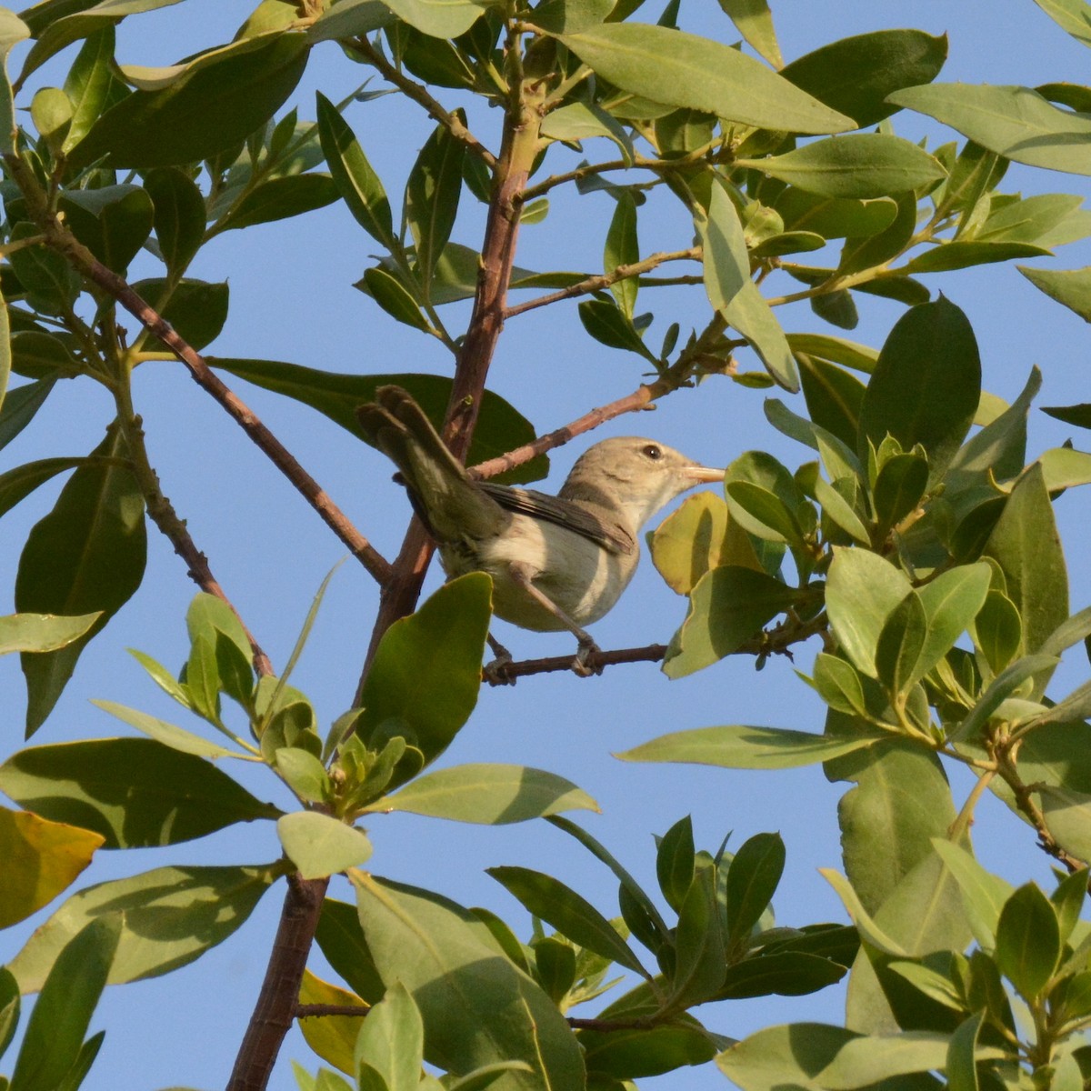 Eastern Olivaceous Warbler - ML640898102