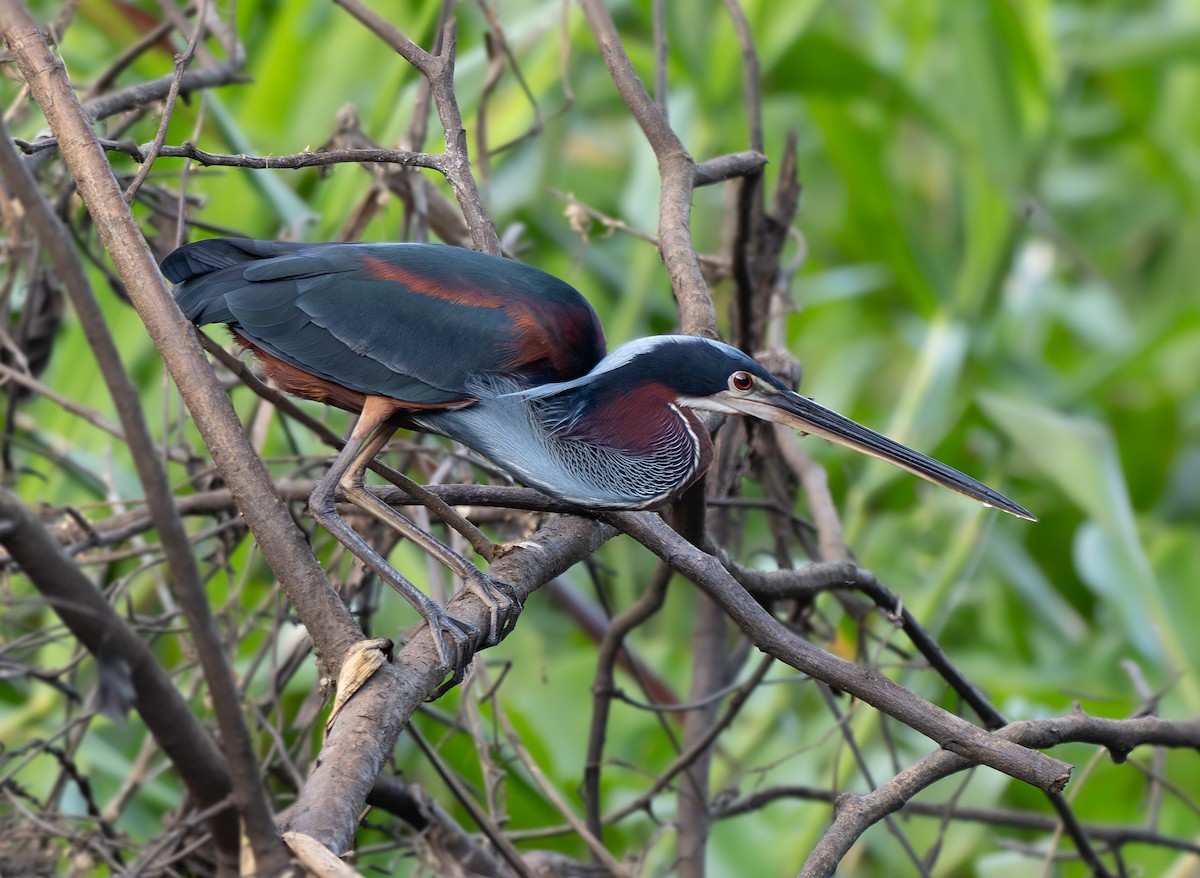 Agami Heron - ML640898179