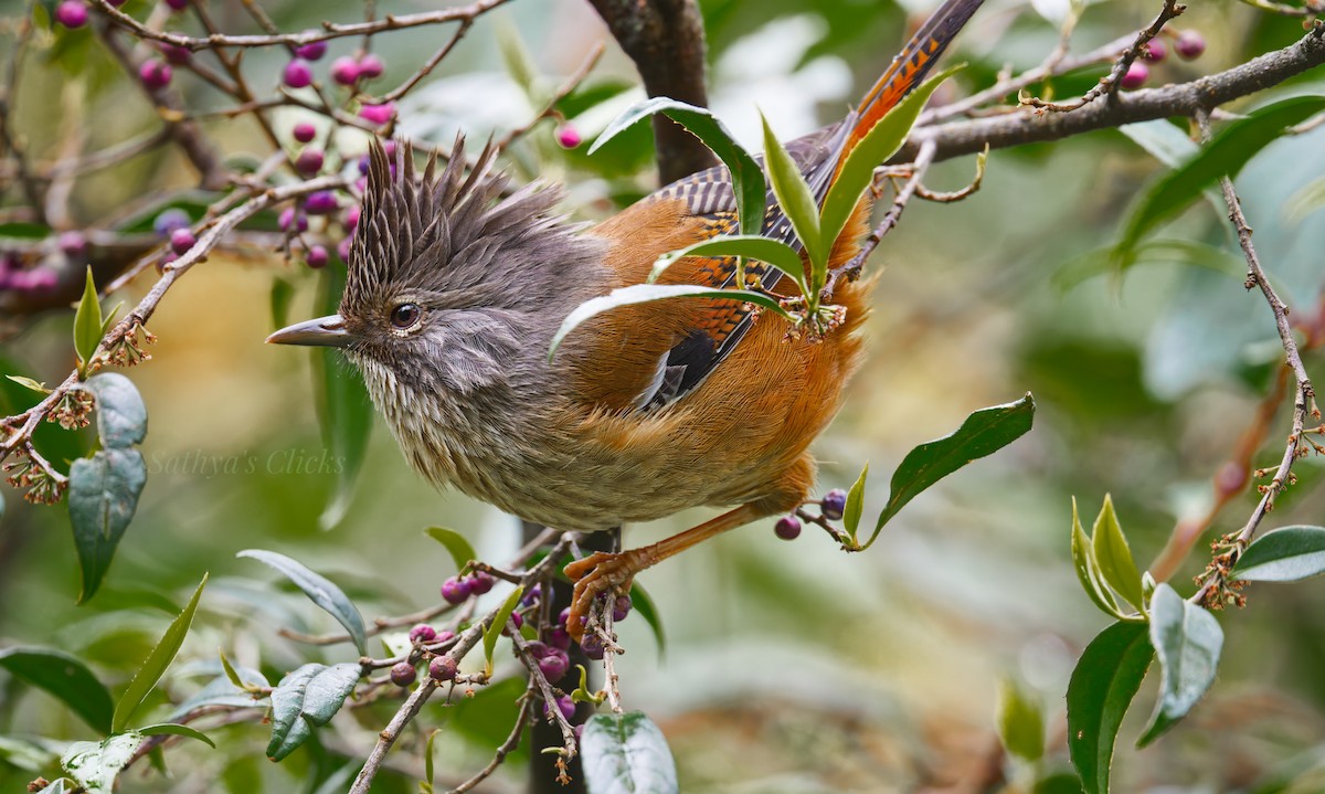 Streak-throated Barwing - ML640898195