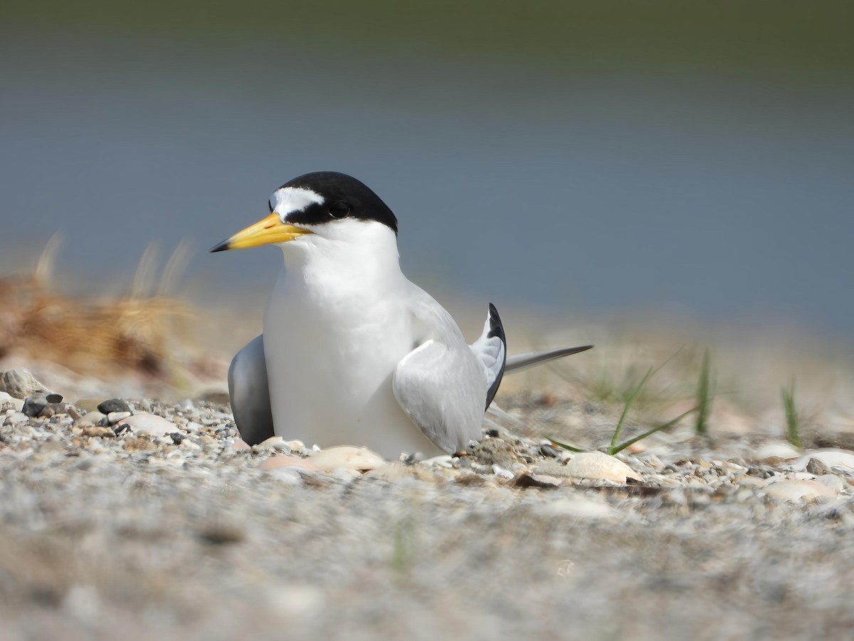 Saunders's Tern - ML640898216
