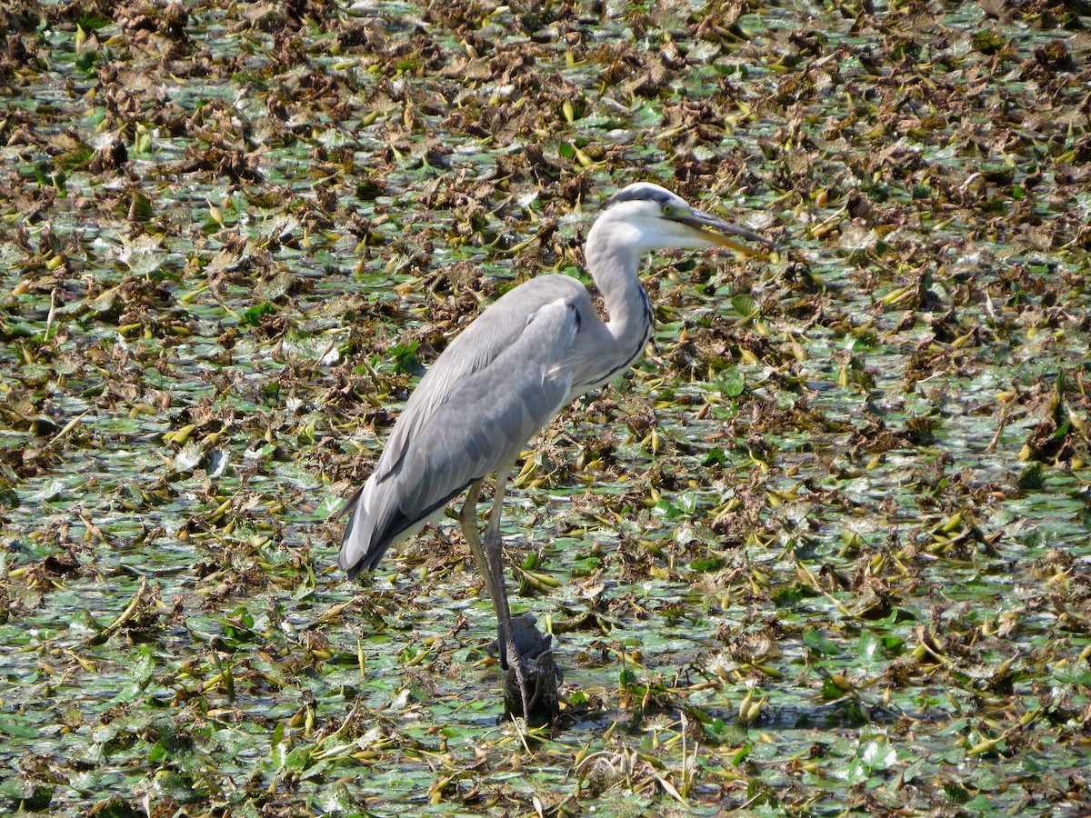 Gray Heron - ML640898305