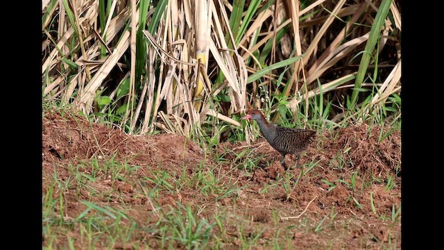 Slaty-breasted Rail - ML640898309