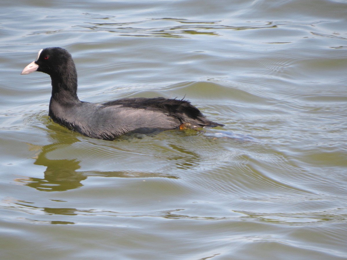 Eurasian Coot - ML640898310