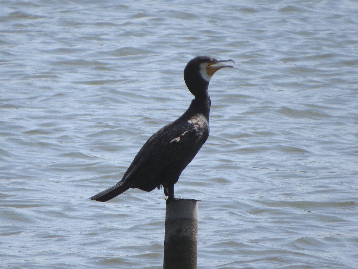 Great Cormorant - ML640898311