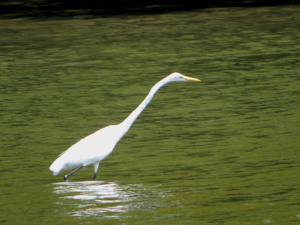 Great Egret - ML640898312