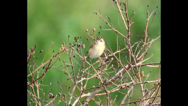 Cisticole des joncs - ML640898315