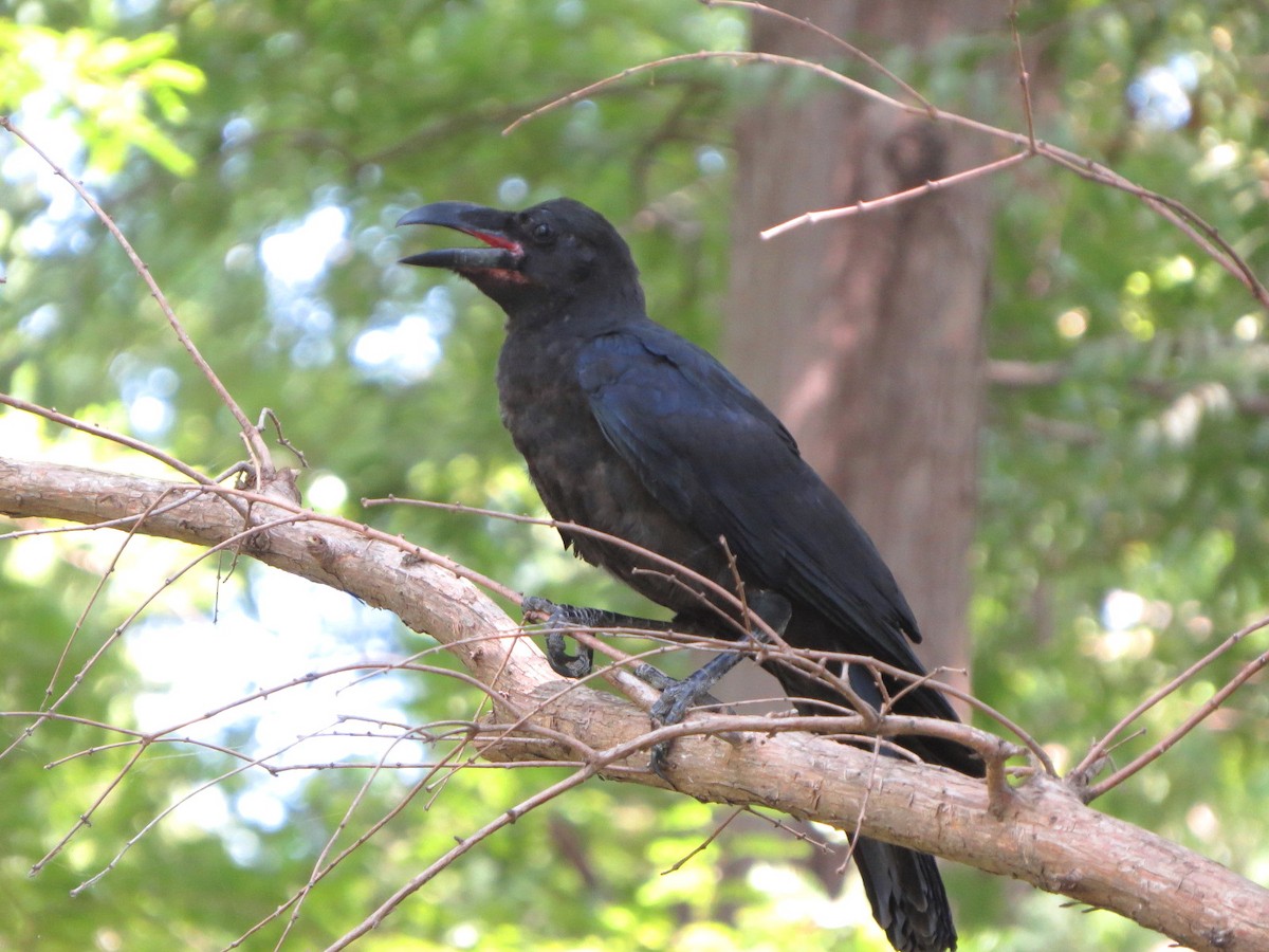Carrion Crow - ML640898316