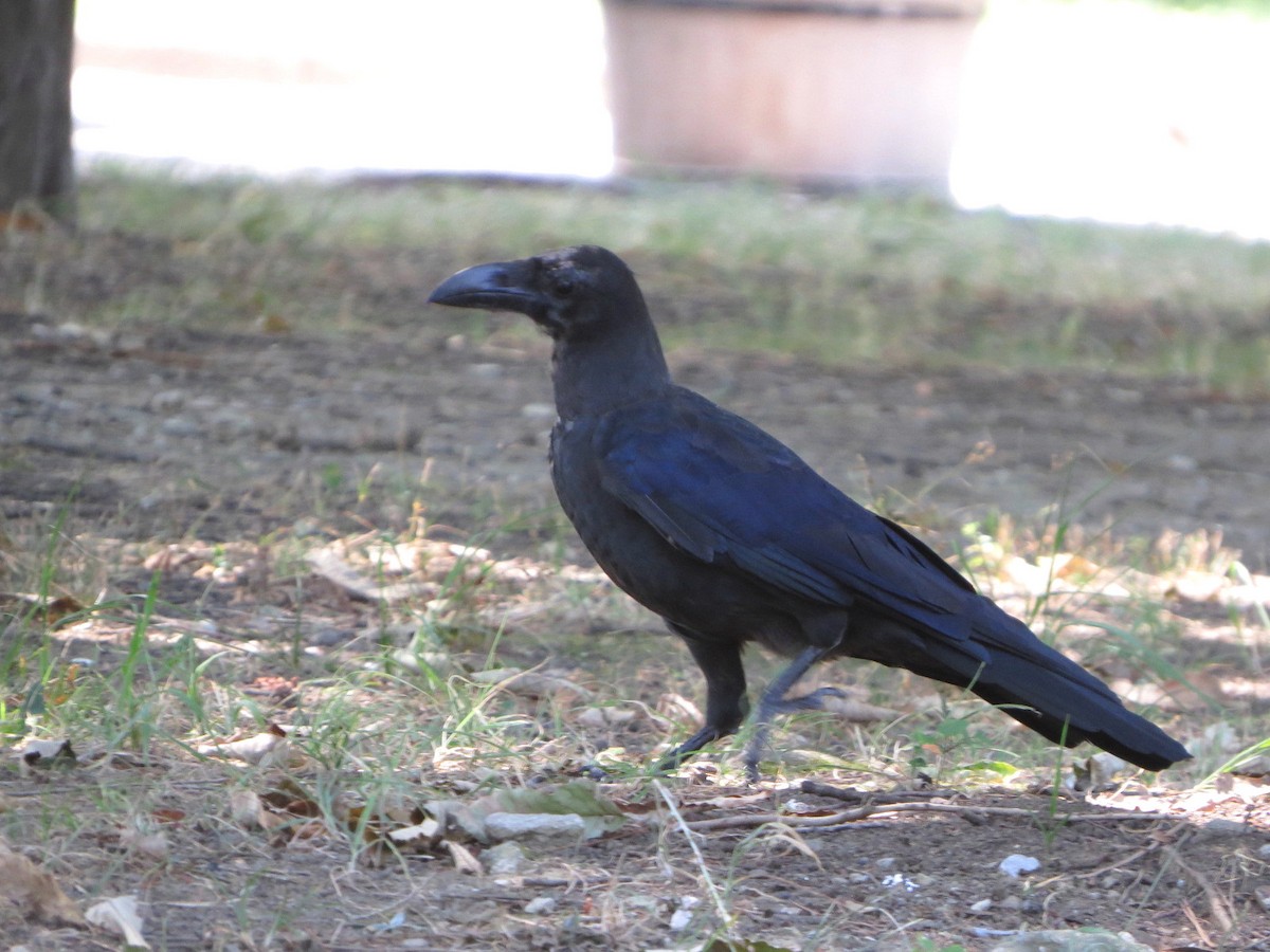Large-billed Crow - ML640898319