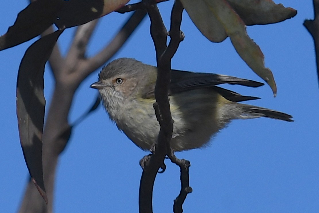 Weebill - ML640898444