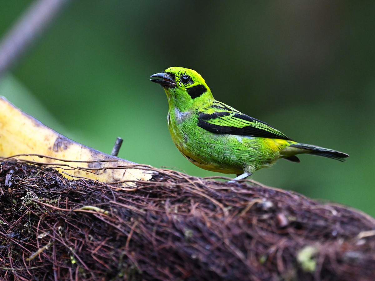 Emerald Tanager - ML640898445