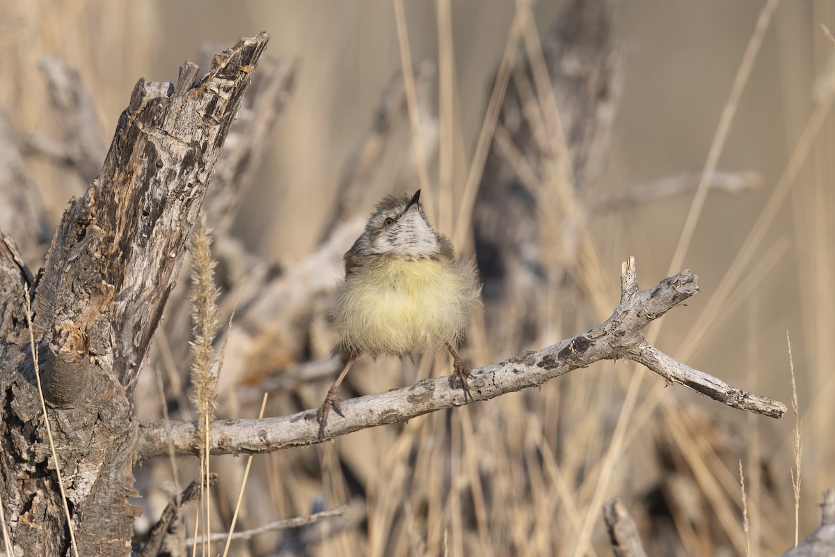 Black-chested Prinia - ML640898480