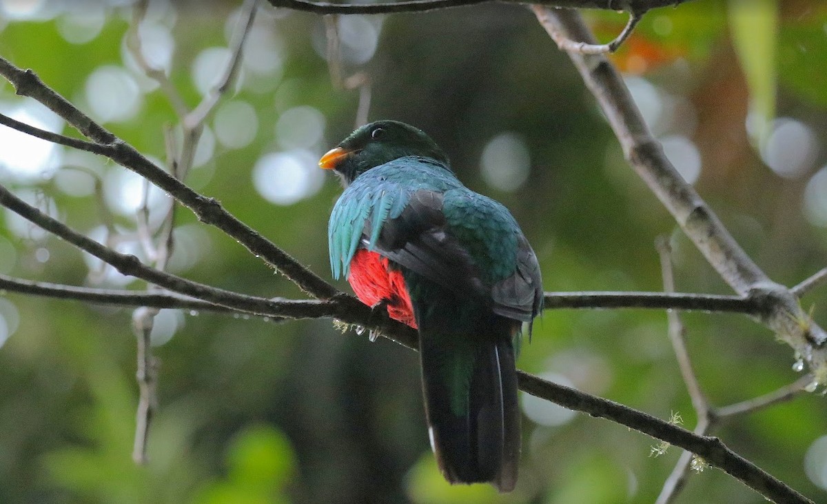 Quetzal Fúlgido - ML640898548