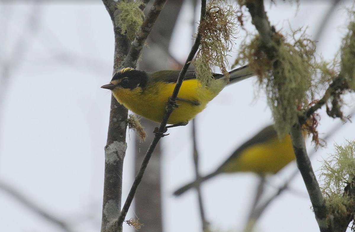 Yellow-crowned Redstart - ML640898571
