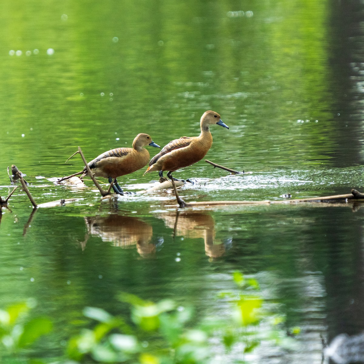 Lesser Whistling-Duck - ML640898597