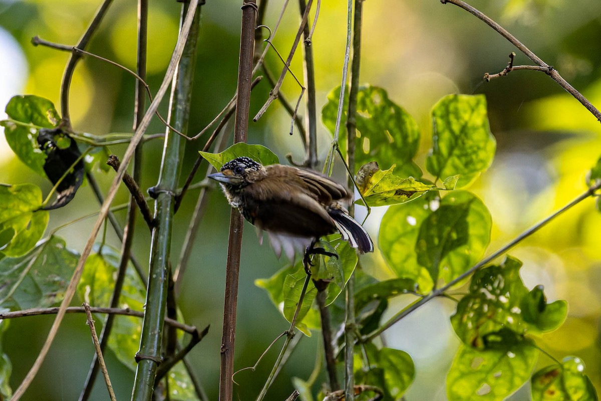 White-barred Piculet - ML640898607