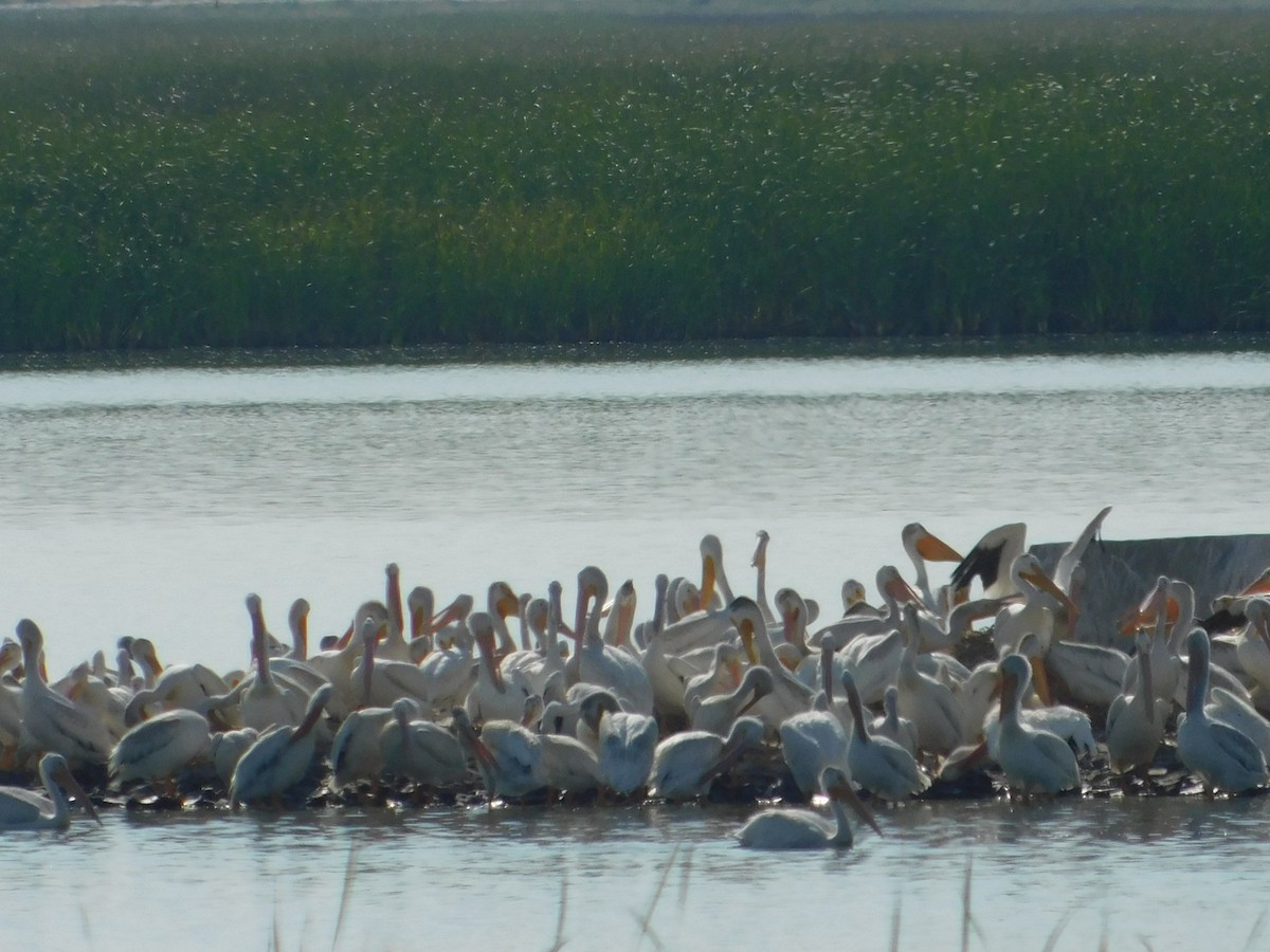 pelikán severoamerický - ML64089871