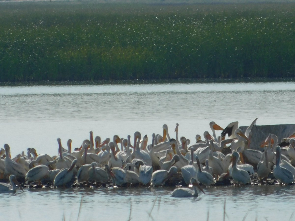 American White Pelican - James Lee