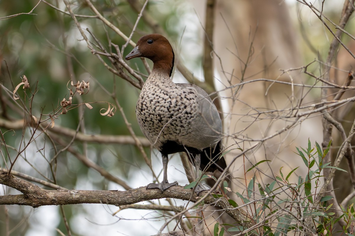 Maned Duck - ML640898729