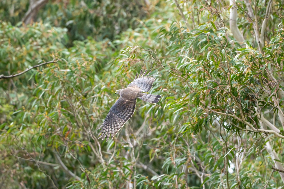 Pacific Baza - ML640898746
