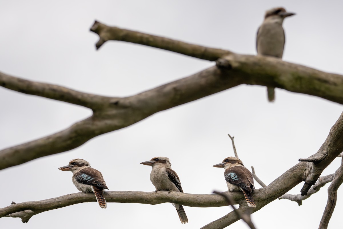 Laughing Kookaburra - ML640898750