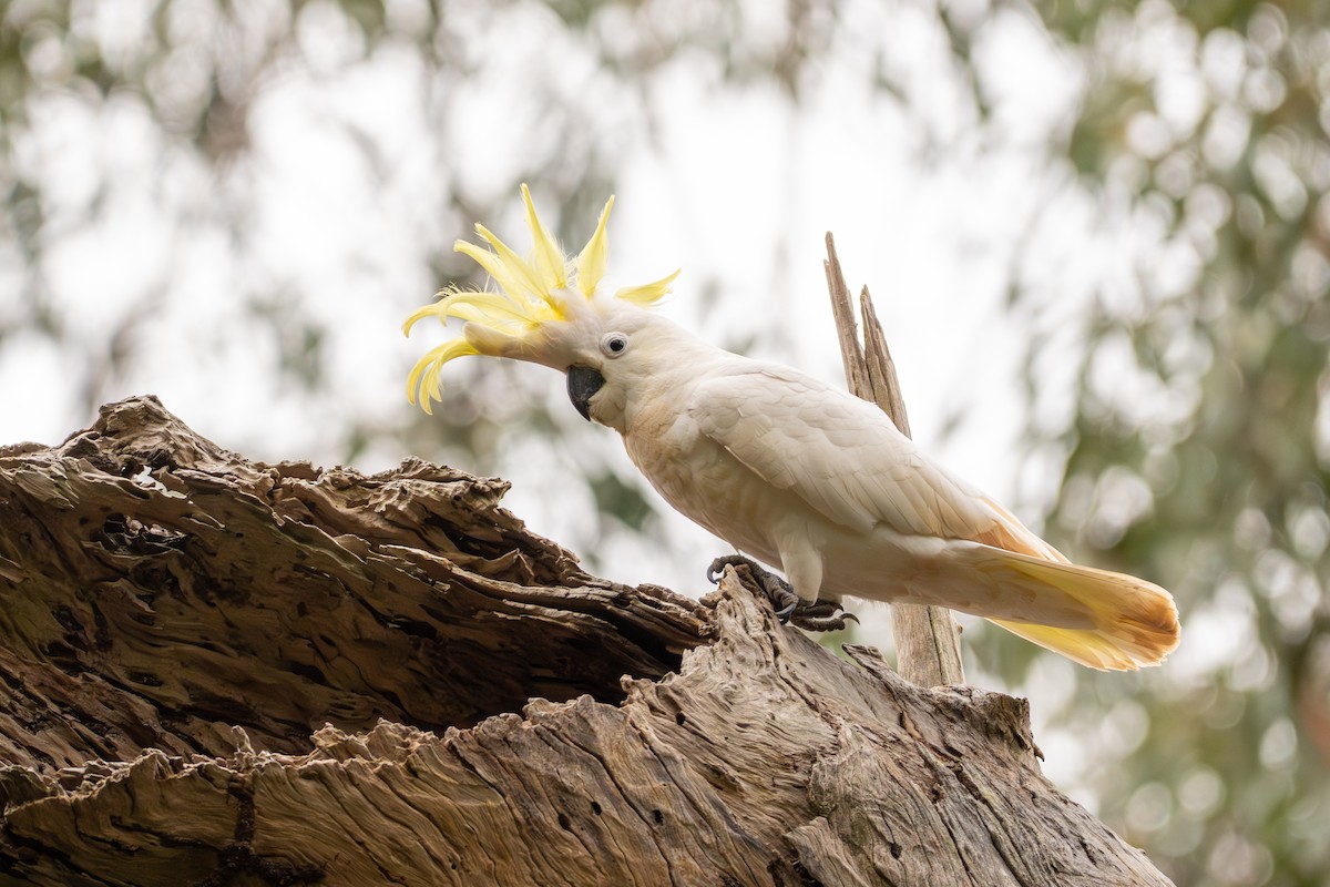 Sulphur-crested Cockatoo - ML640898756
