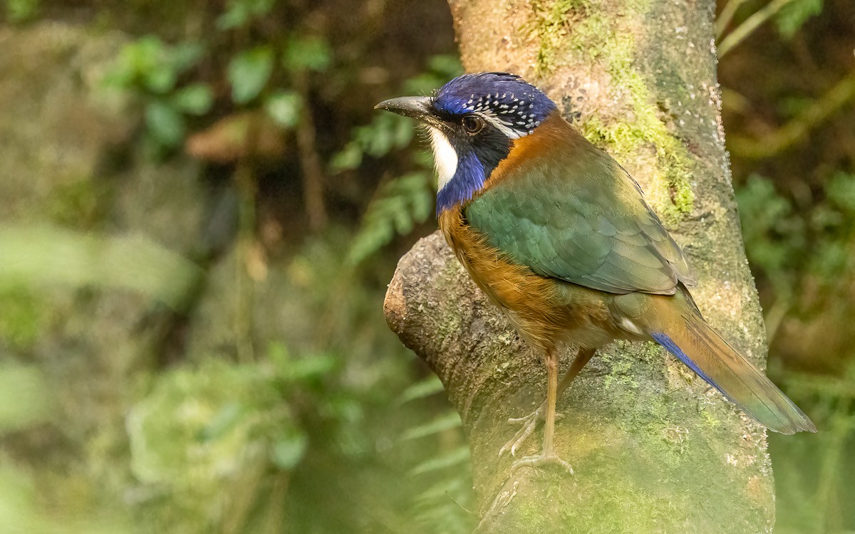 Carraca Terrestre Cabeciazul - ML640898762