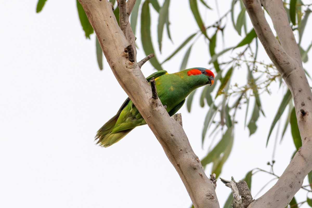 Musk Lorikeet - ML640898770
