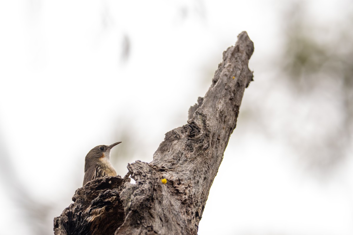 White-throated Treecreeper - ML640898784