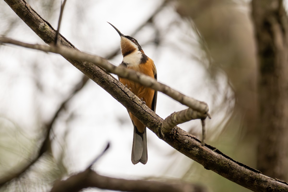 Eastern Spinebill - ML640898792