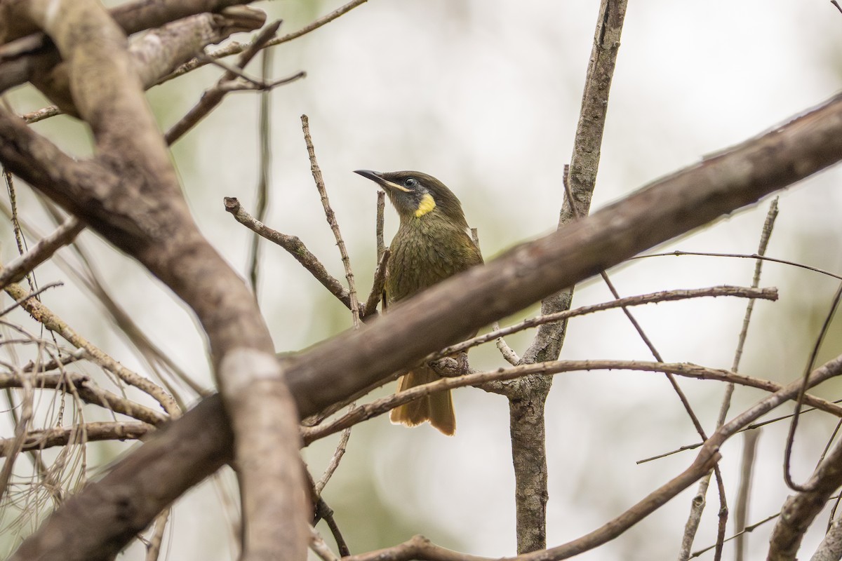 Lewin's Honeyeater - ML640898796