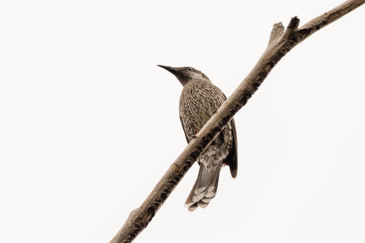 Little Wattlebird - ML640898797