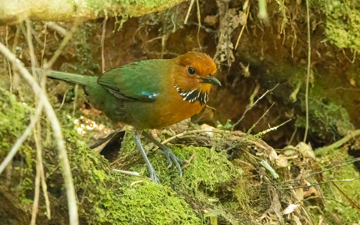 Carraca Terrestre Cabecirrufa - ML640898798