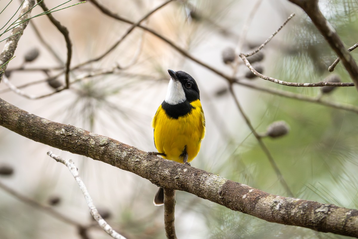 Golden Whistler - ML640898802