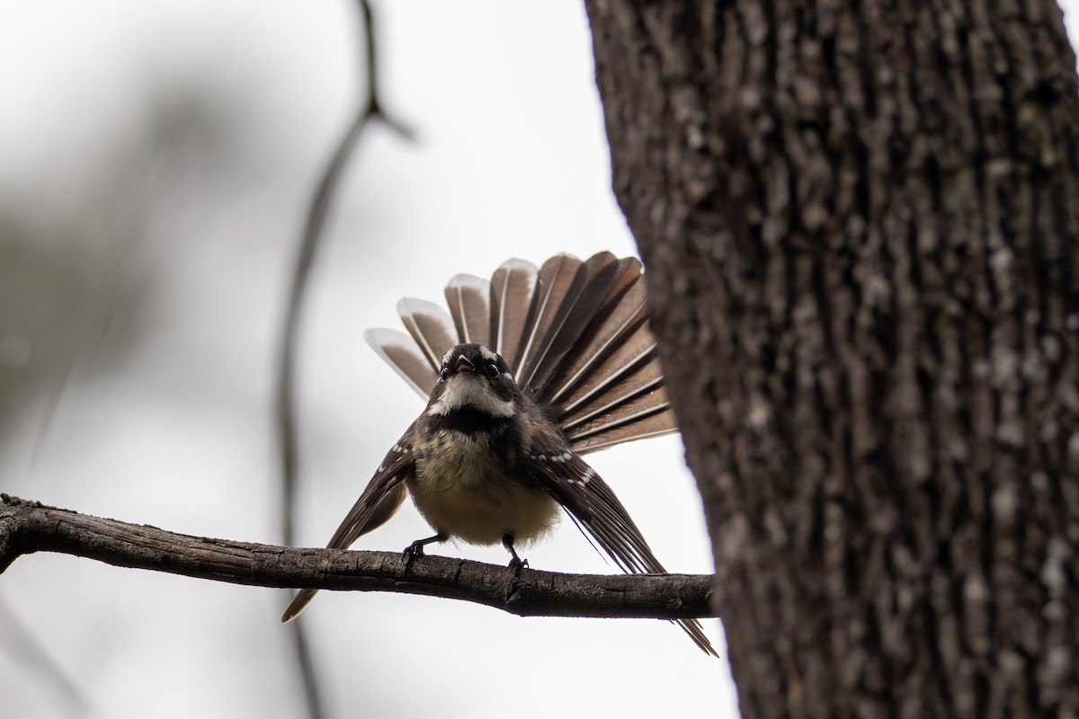 Gray Fantail - ML640898808