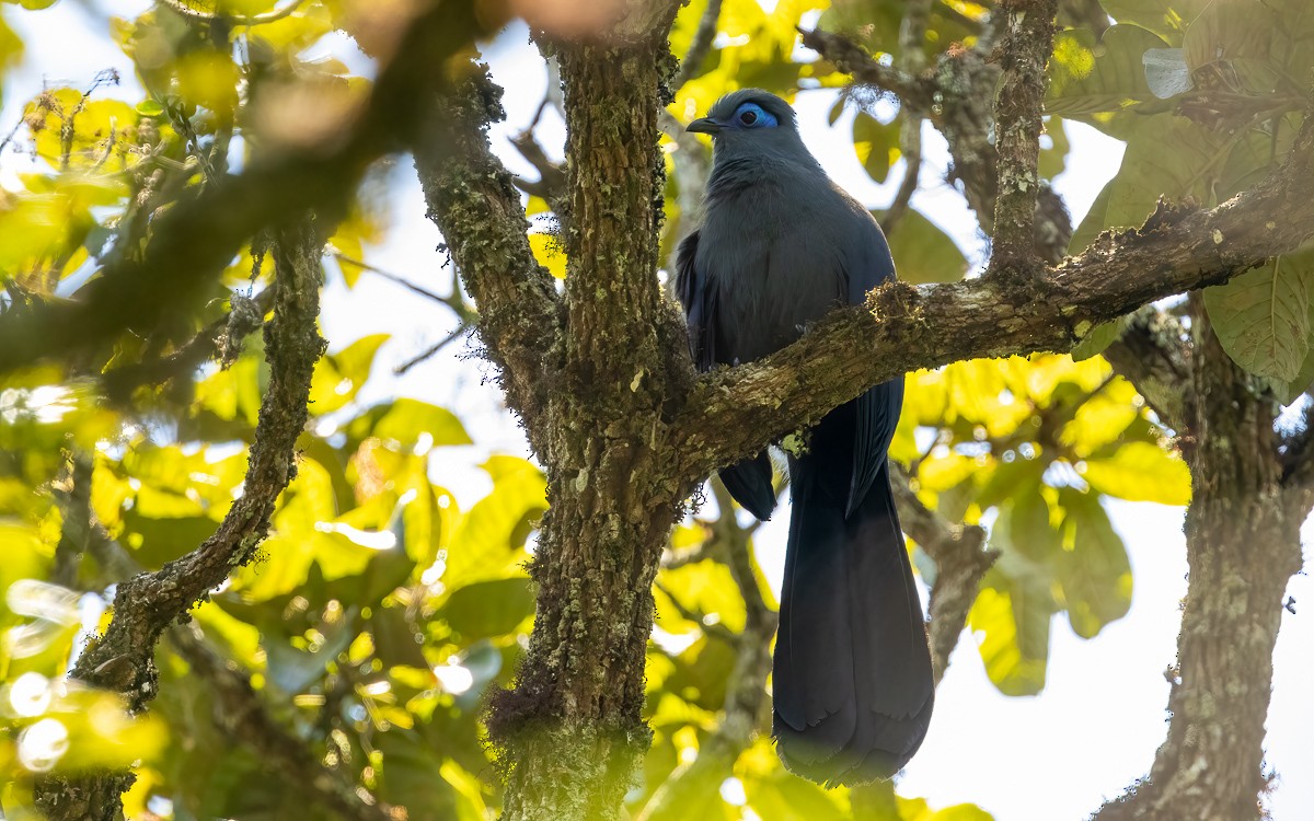 Cúa Azul - ML640898809