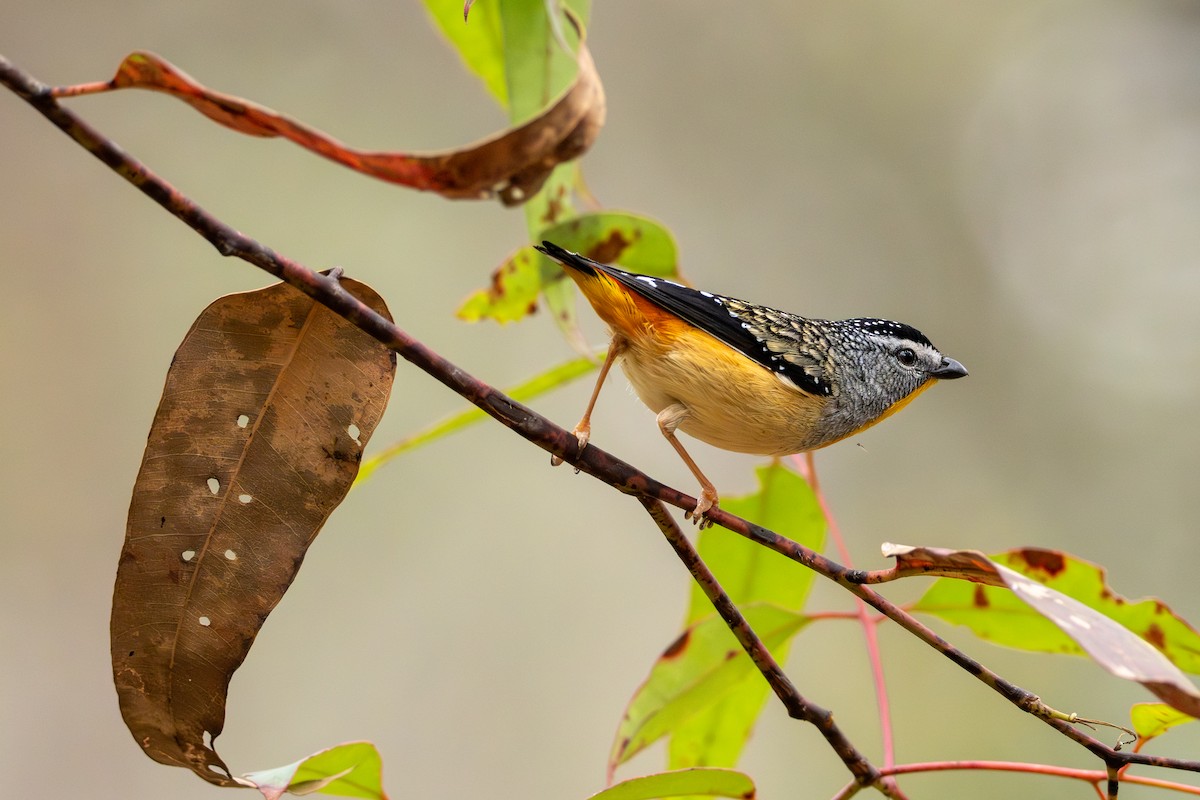Spotted Pardalote - ML640898841