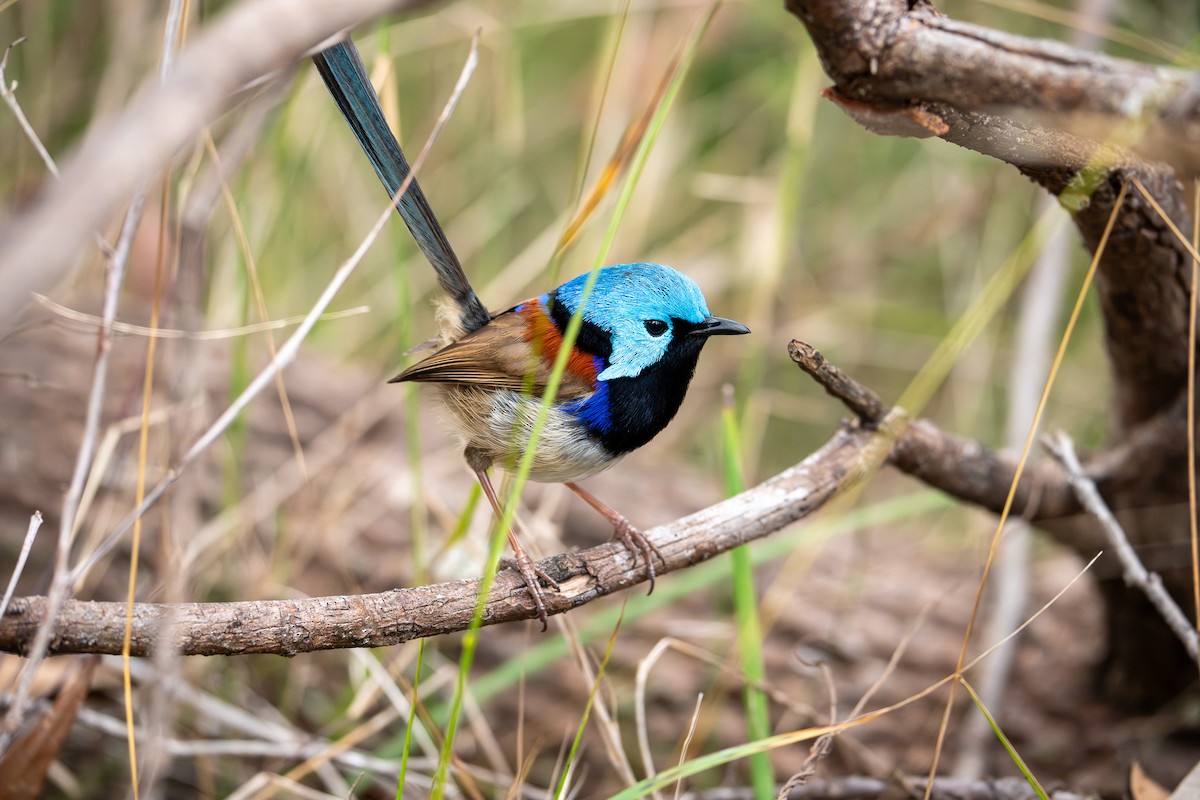 Variegated Fairywren - ML640898847