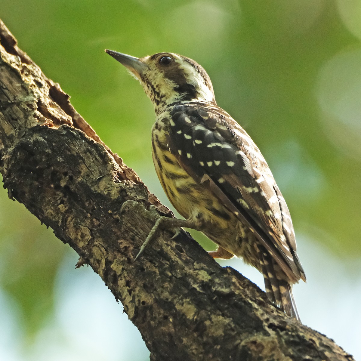 Philippine Pygmy Woodpecker - ML640898866