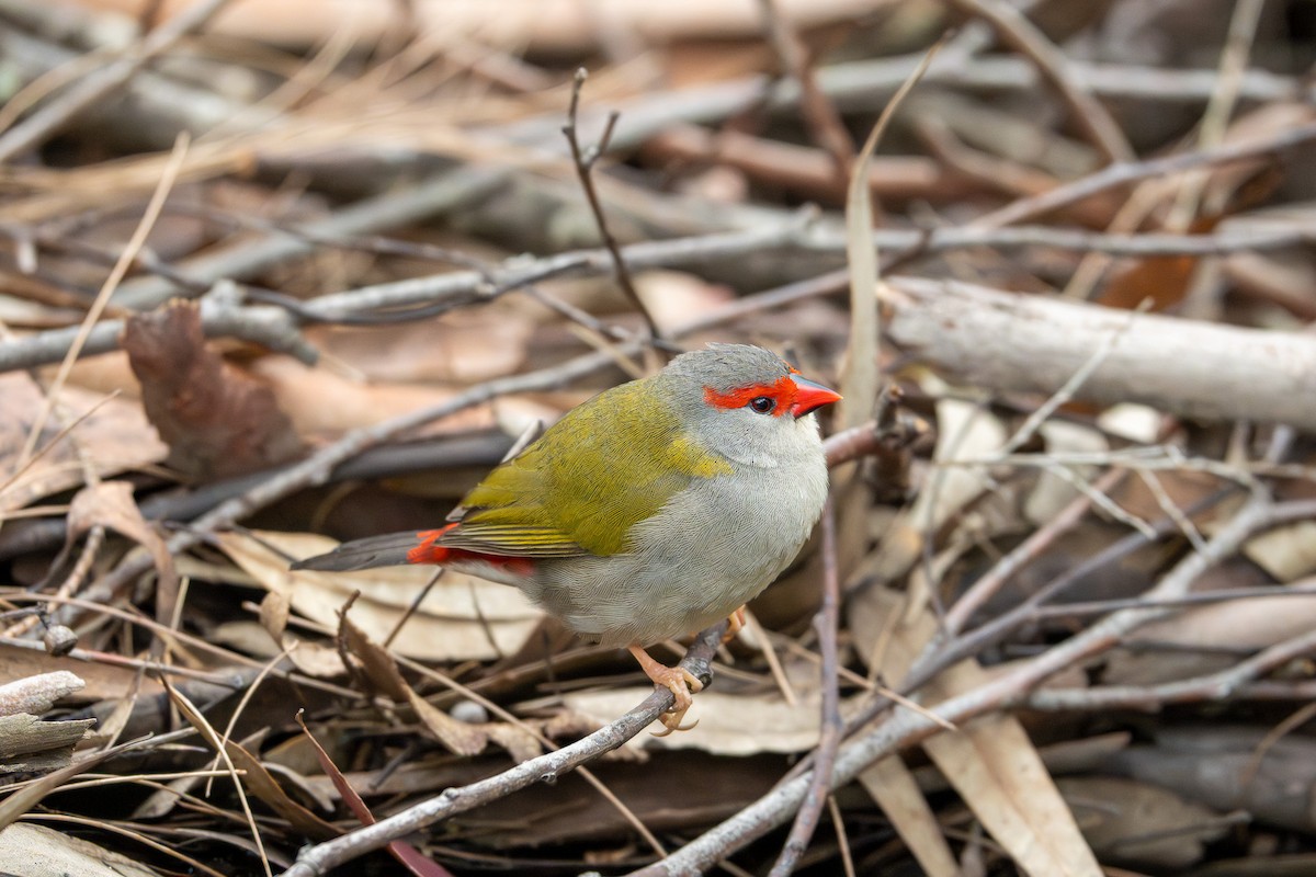 Red-browed Firetail - ML640898867