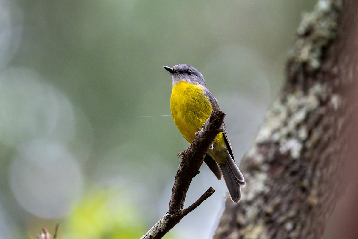 Eastern Yellow Robin - ML640898873