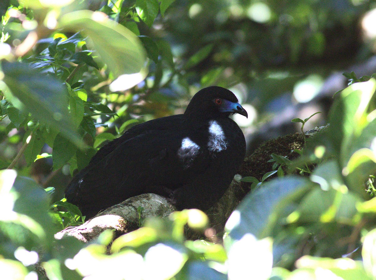Schwarzguan - ML640898964