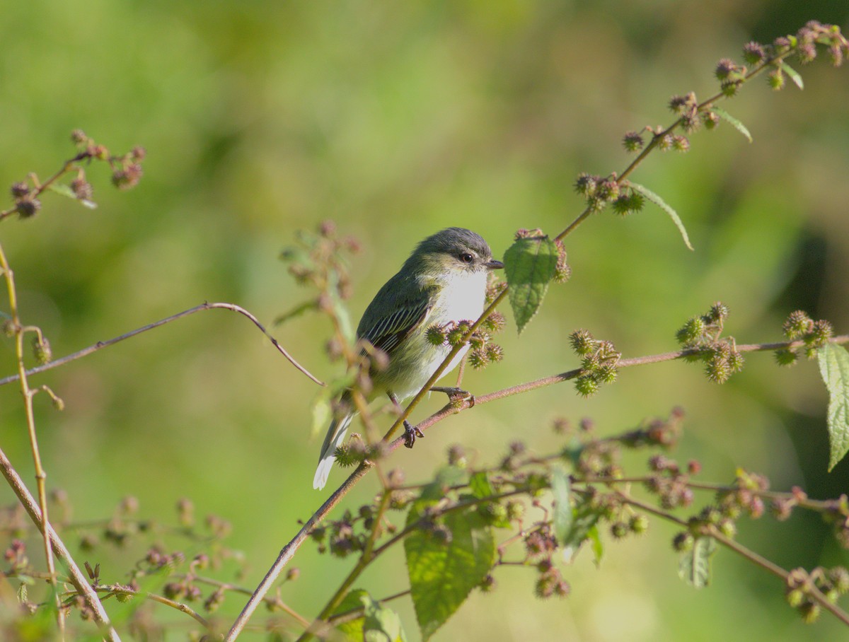Mistletoe Tyrannulet - ML640899094