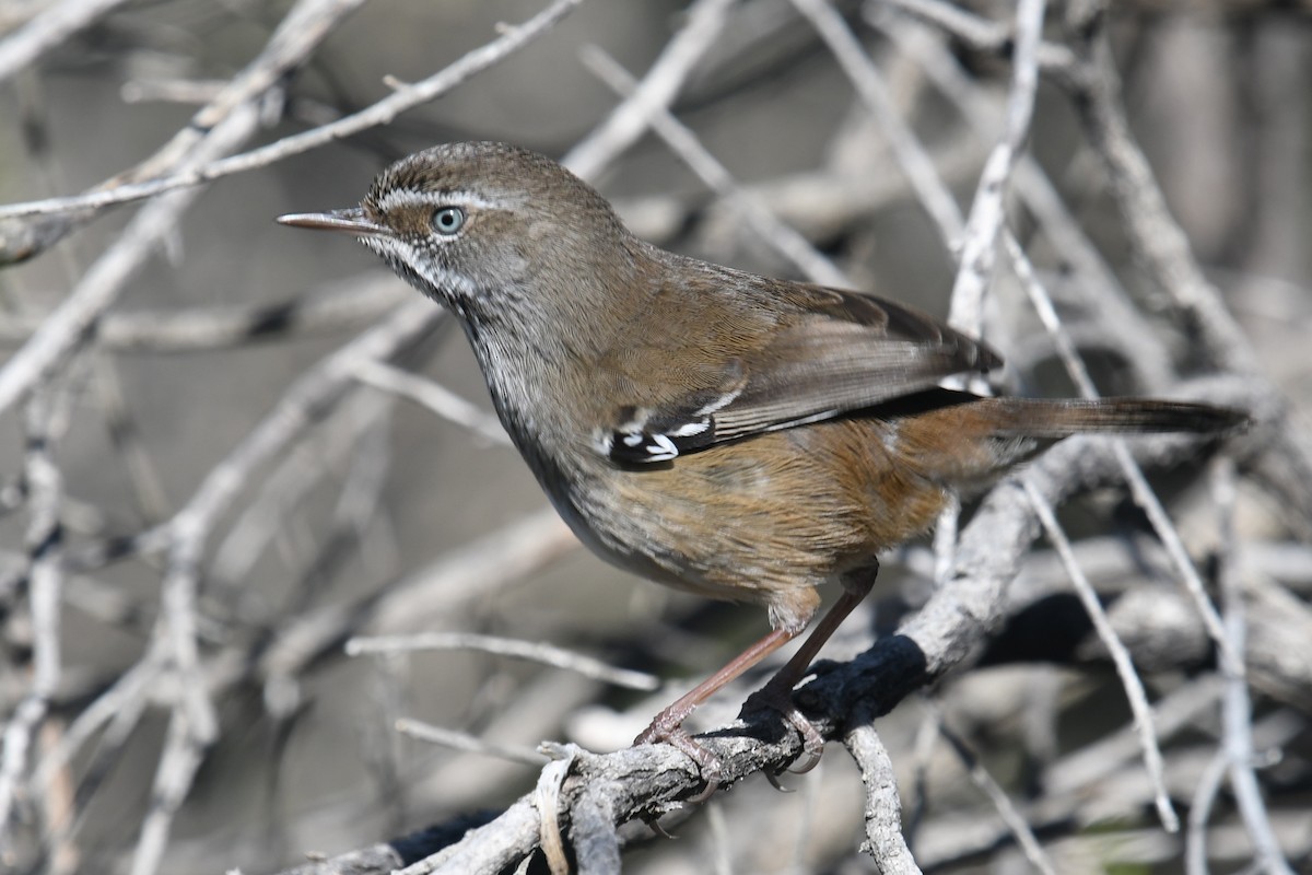 Spotted Scrubwren - ML640899109