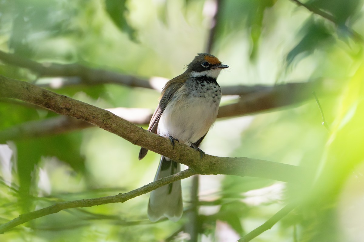 Arafura Fantail - ML640899119