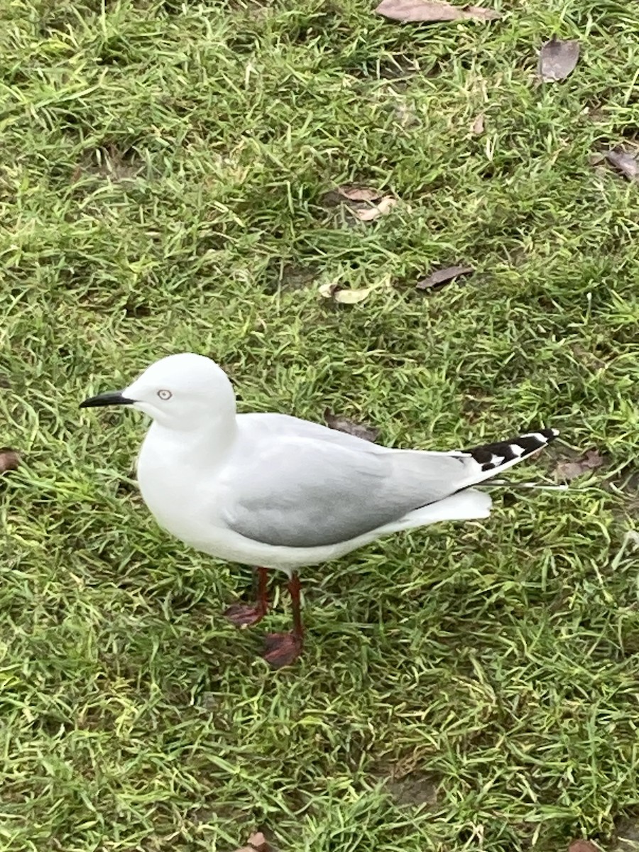 Black-billed Gull - ML640899120