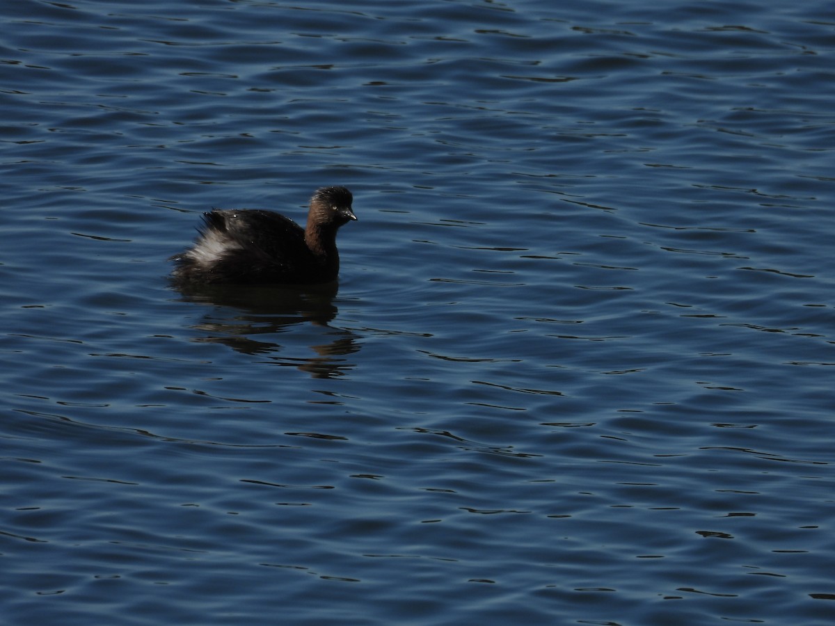 New Zealand Grebe - ML640899135